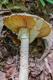 Amanita daucipes image