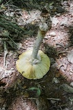 Amanita daucipes image