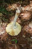 Amanita daucipes image