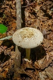 Amanita daucipes image
