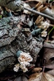 Xylaria cubensis image