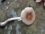 Amanita solaniolens image