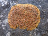 Caloplaca saxicola image