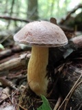 Tylopilus felleus image