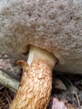 Tylopilus felleus image
