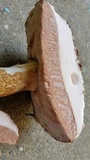 Tylopilus felleus image