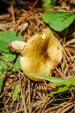 Suillus hirtellus image