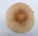 Amanita solaniolens image