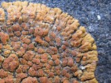 Caloplaca saxicola image