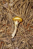 Suillus cothurnatus image