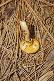 Suillus cothurnatus image