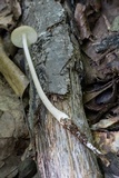 Xerula megalospora image