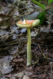 Amanita parcivolvata image