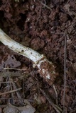 Amanita parcivolvata image