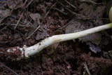 Amanita parcivolvata image