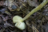 Amanita parcivolvata image
