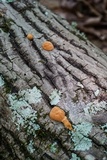 Hapalopilus rutilans image
