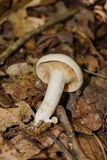 Lactarius subvernalis image