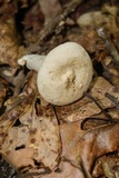Lactarius subvernalis var. cokeri image