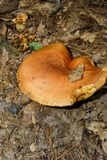 Boletus subluridellus image