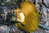 Boletus subluridellus image