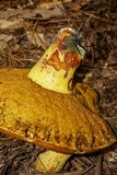 Boletus subluridellus image