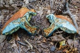 Boletus subluridellus image