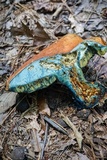 Boletus subluridellus image