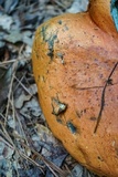 Boletus subluridellus image