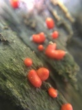 Lycogala conicum image