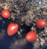 Lycogala conicum image