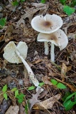 Amanita spreta image