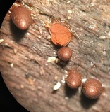 Lycogala conicum image