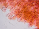 Oudemansiella incognita image