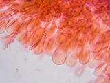 Oudemansiella incognita image