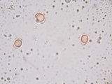 Oudemansiella incognita image