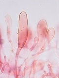 Oudemansiella incognita image