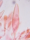 Oudemansiella incognita image