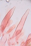 Oudemansiella incognita image