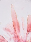 Oudemansiella incognita image