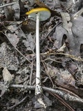 Oudemansiella incognita image