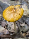 Oudemansiella incognita image
