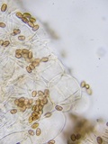 Psathyrella incerta image