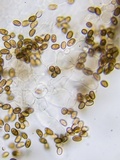 Psathyrella incerta image