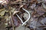 Psathyrella incerta image