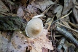 Psathyrella incerta image