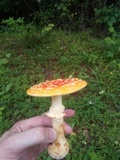 Image Associated With the Occurrence