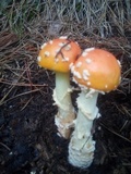 Amanita persicina image