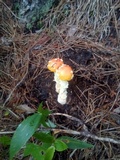 Amanita persicina image