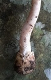 Amanita solaniolens image